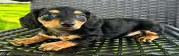 Dachshund dogs for sale: Dirk - Ad 3