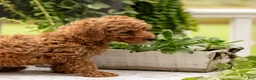 Toy Poodle dogs for sale: AKC Buddy - Ad 6