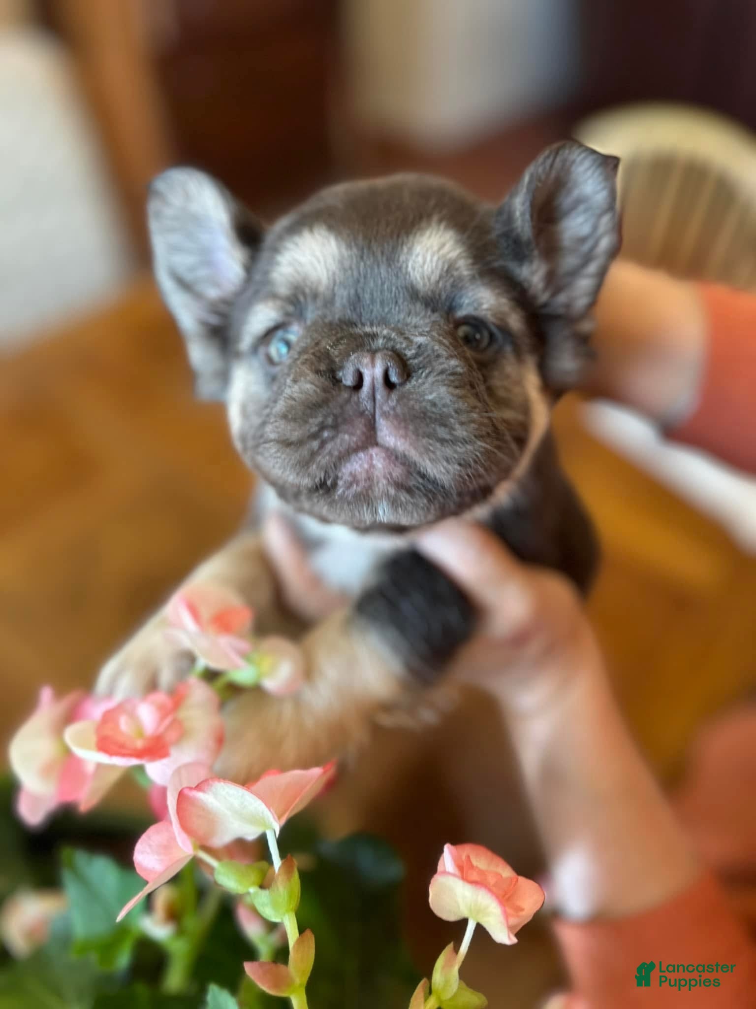 French Bulldog dogs French Bulldog Puppy 3 - Ad 28