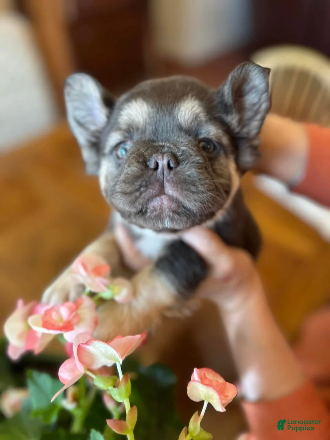 French Bulldog dogs for sale: French Bulldog Puppy 3 - Ad 1