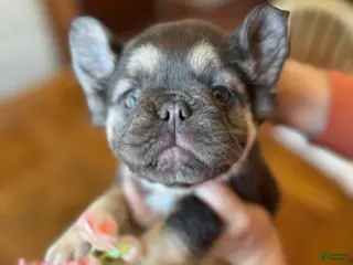 French Bulldog dogs French Bulldog Puppy 3 - Ad 28