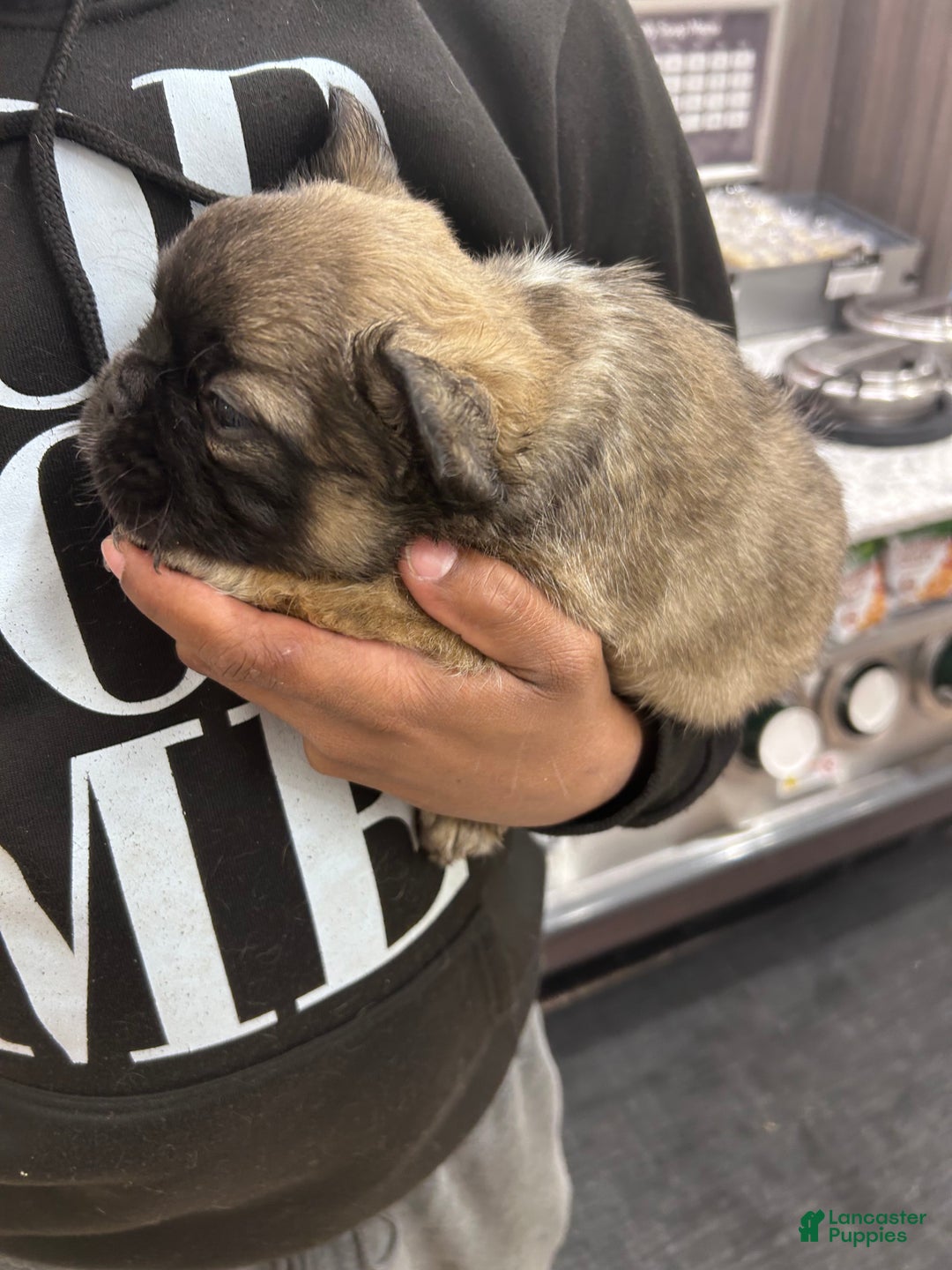 French Bulldog dogs for sale: French Bulldog Puppy  - Ad 6