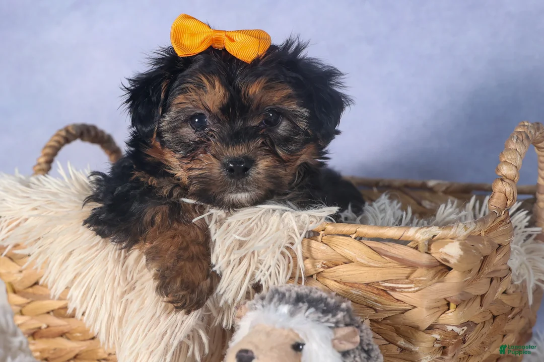 Yorkiepoo dogs for sale: JACK - Ad 12
