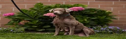 Labrador Retriever dogs for sale: DOLLY - Ad 6