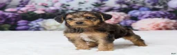Yorkiepoo dogs for sale: Ronny - Ad 5