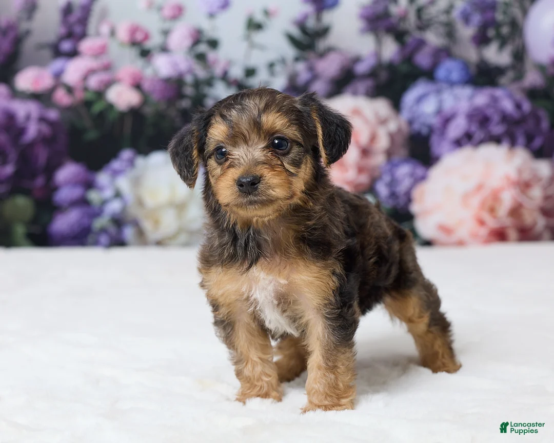 Yorkiepoo dogs for sale: Ronny - Ad 5