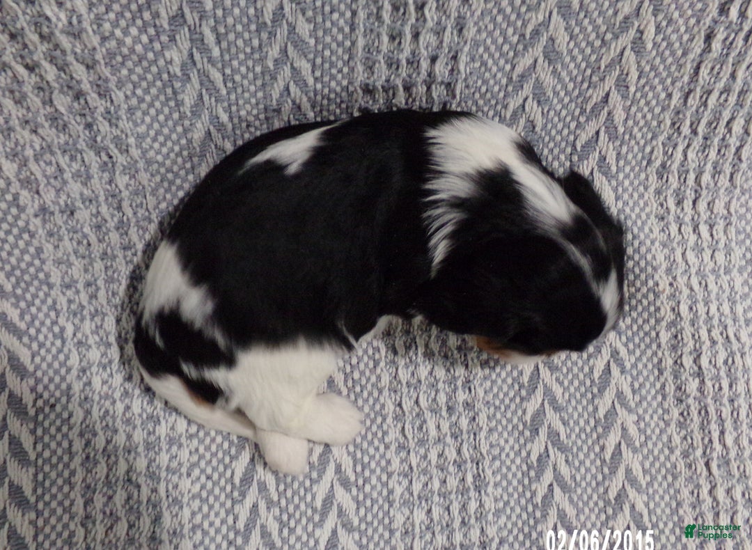 Cavalier King Charles Spaniel dogs for sale: Cavalier King Charles Spaniel Puppy 3 - Ad 4