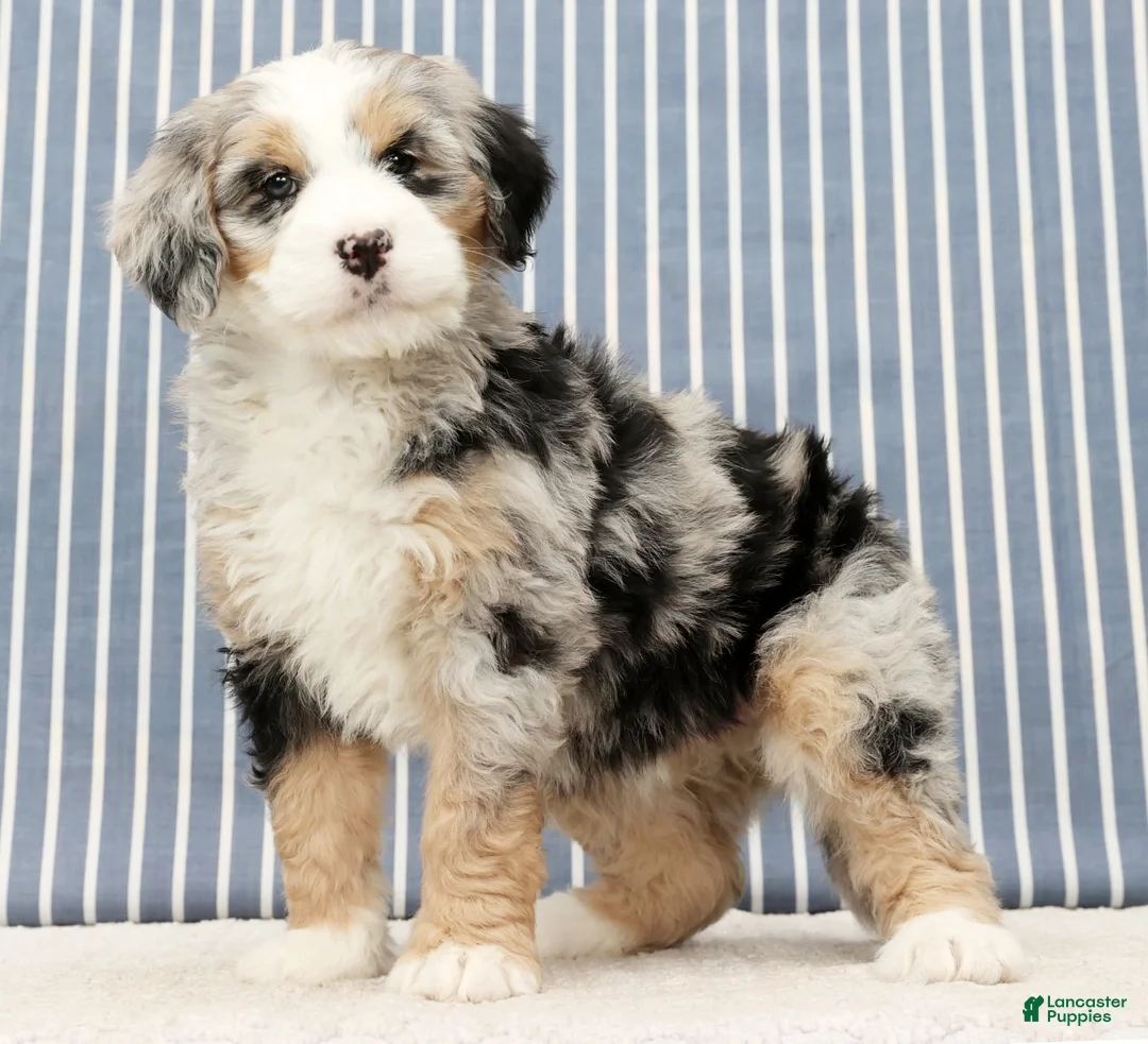 Mini Bernedoodle dogs for sale: Trina - Ad 4