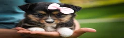 Mixed Breed dogs for sale: Goldie Mae🎀 - Ad 8