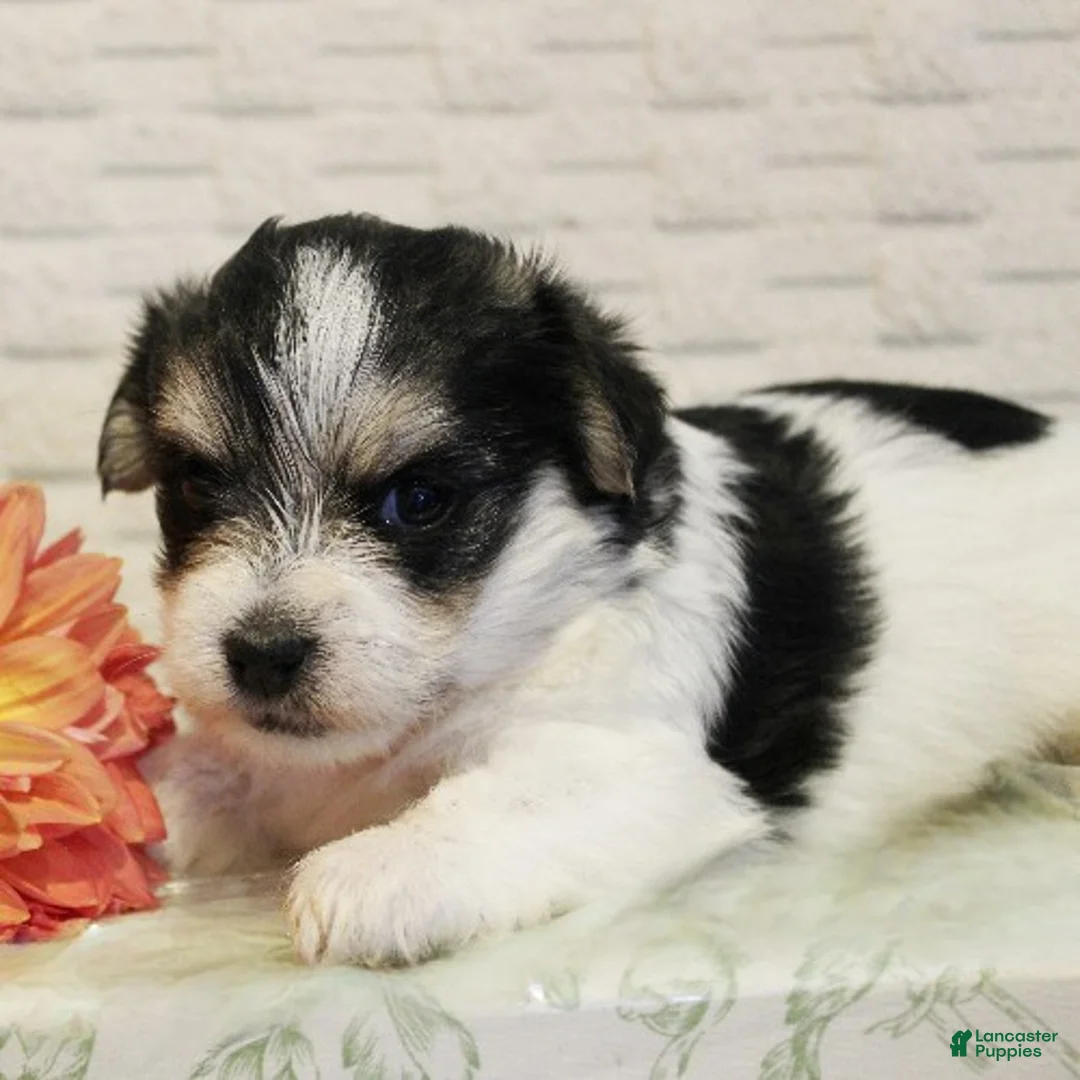 Morkie dogs for sale: Jessica - Ad 2