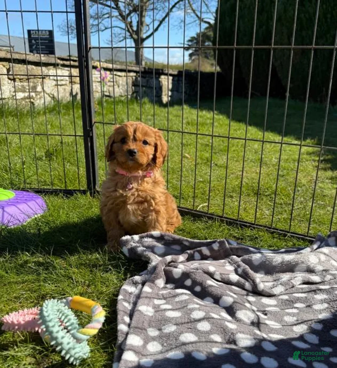 Cavapoo dogs for sale: Tommy  - Ad 1