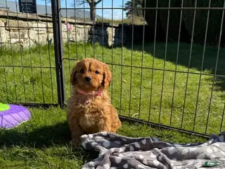 Cavapoo dogs Tommy - Ad 9