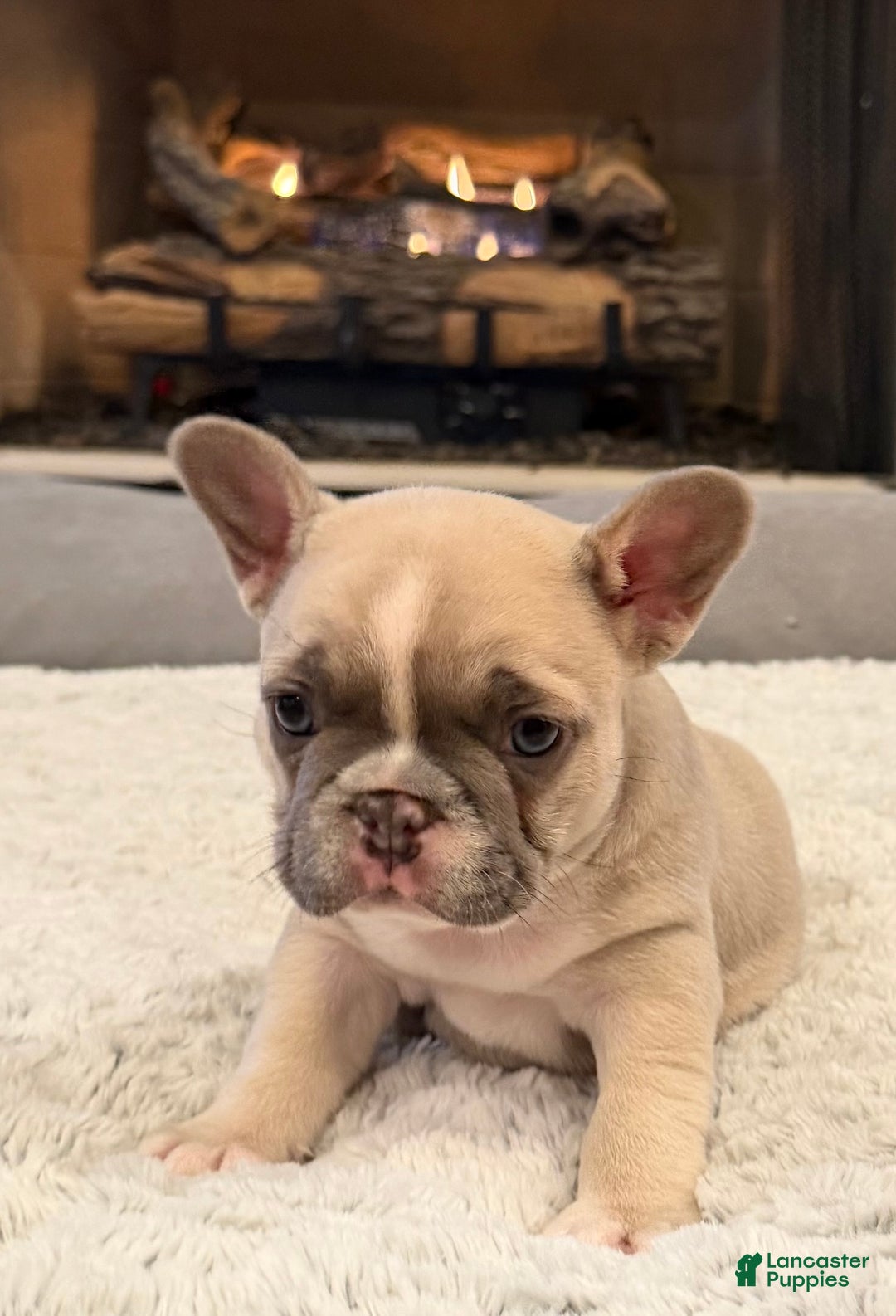French Bulldog dogs for sale: Maybelline - Ad 6