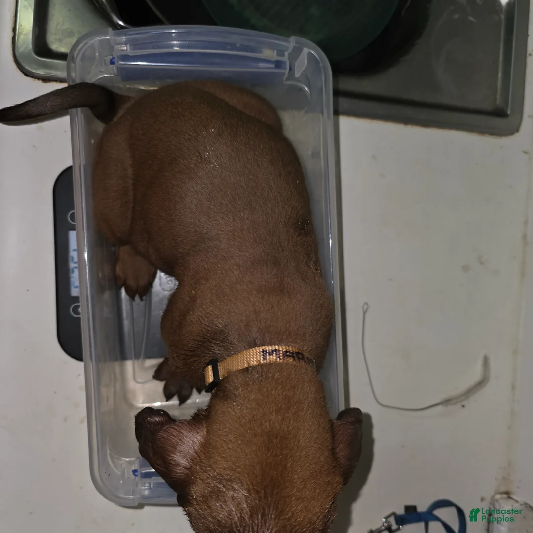 Redbone Coonhound dogs for sale: Redbone Coonhound 1(white/brown)) - Ad 2