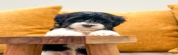 Havanese dogs for sale: Chester - Ad 4
