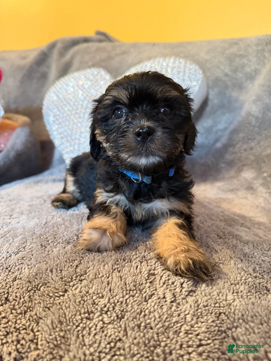 Mixed Breed dogs for sale: Mixed Breed Puppy 1 - Ad 10