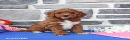 Cavapoo dogs for sale: Rita - Ad 5