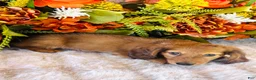Miniature Dachshund dogs for sale: Boston (Longhair) - Ad 10