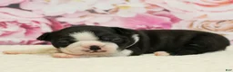 Boston Terrier dogs for sale: Remmy - Ad 2