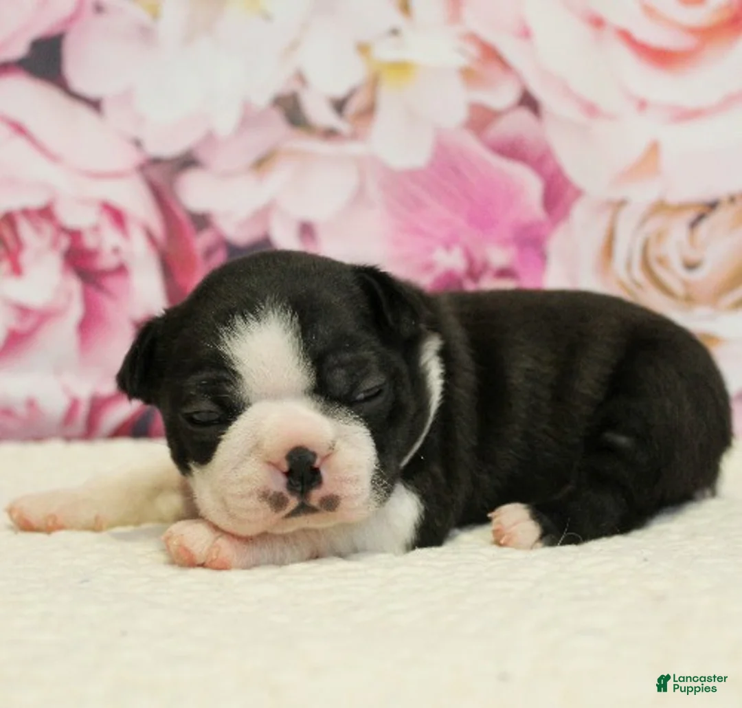 Boston Terrier dogs for sale: Remmy - Ad 2