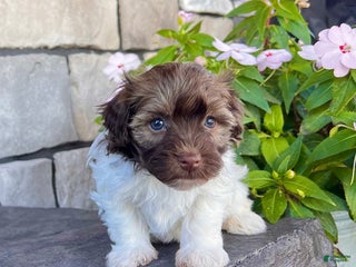 Havanese dogs - Ad 16