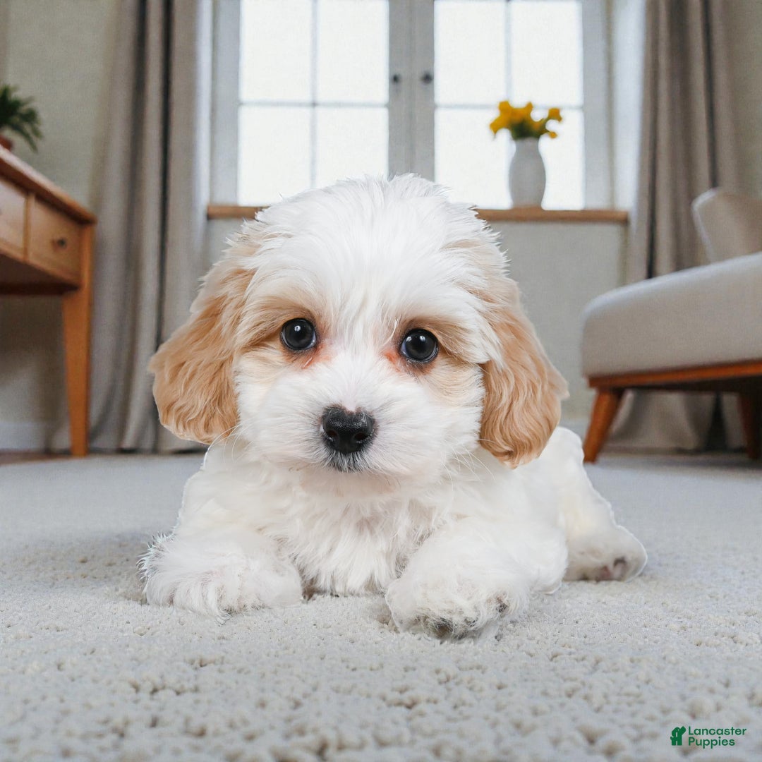 Maltipoo dogs for sale: Cooper - Ad 3