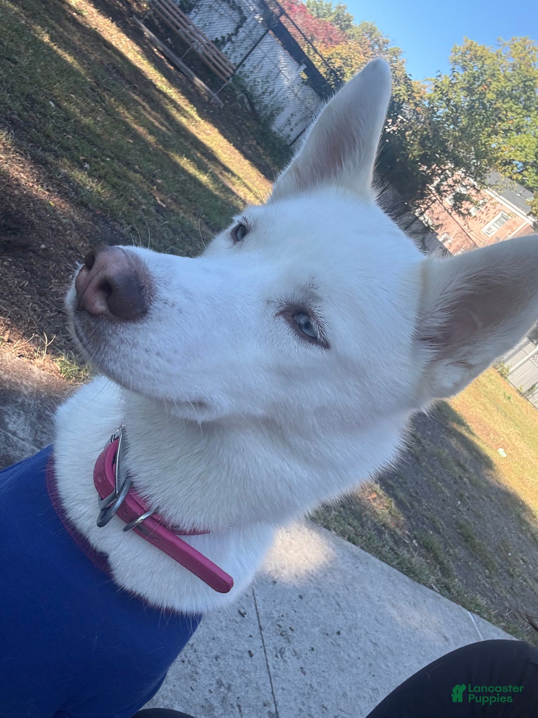 Mixed Breed dogs for sale: Junior - Faux / Fawn Merle - Ad 6