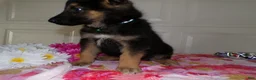 German Shepherd dogs for sale: German Shepherd Puppy 8 Maverick - Ad 3