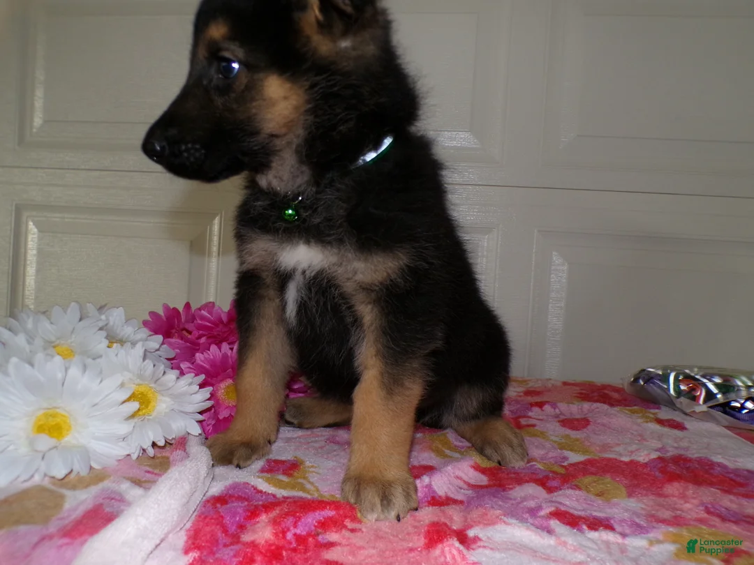 German Shepherd dogs for sale: German Shepherd Puppy 8 Maverick - Ad 3