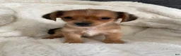Mixed Breed dogs for sale: Mixed Breed 1 - Ad 3