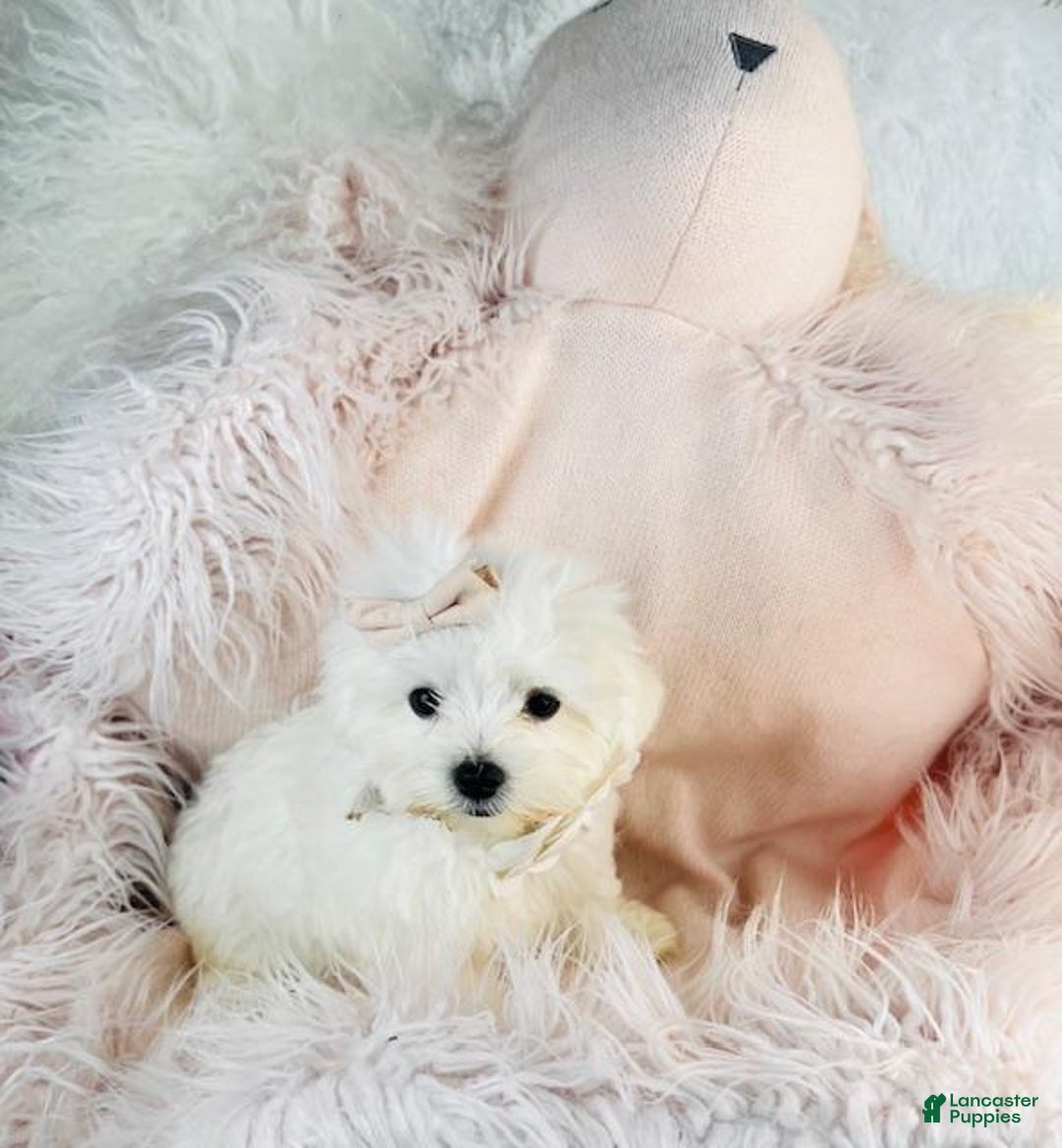 Maltese dogs for sale: Maltese Puppy 2 - Ad 1