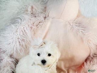Maltese dogs Maltese Puppy 2 - Ad 12