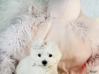 Maltese dogs Maltese Puppy 2 - Ad 19