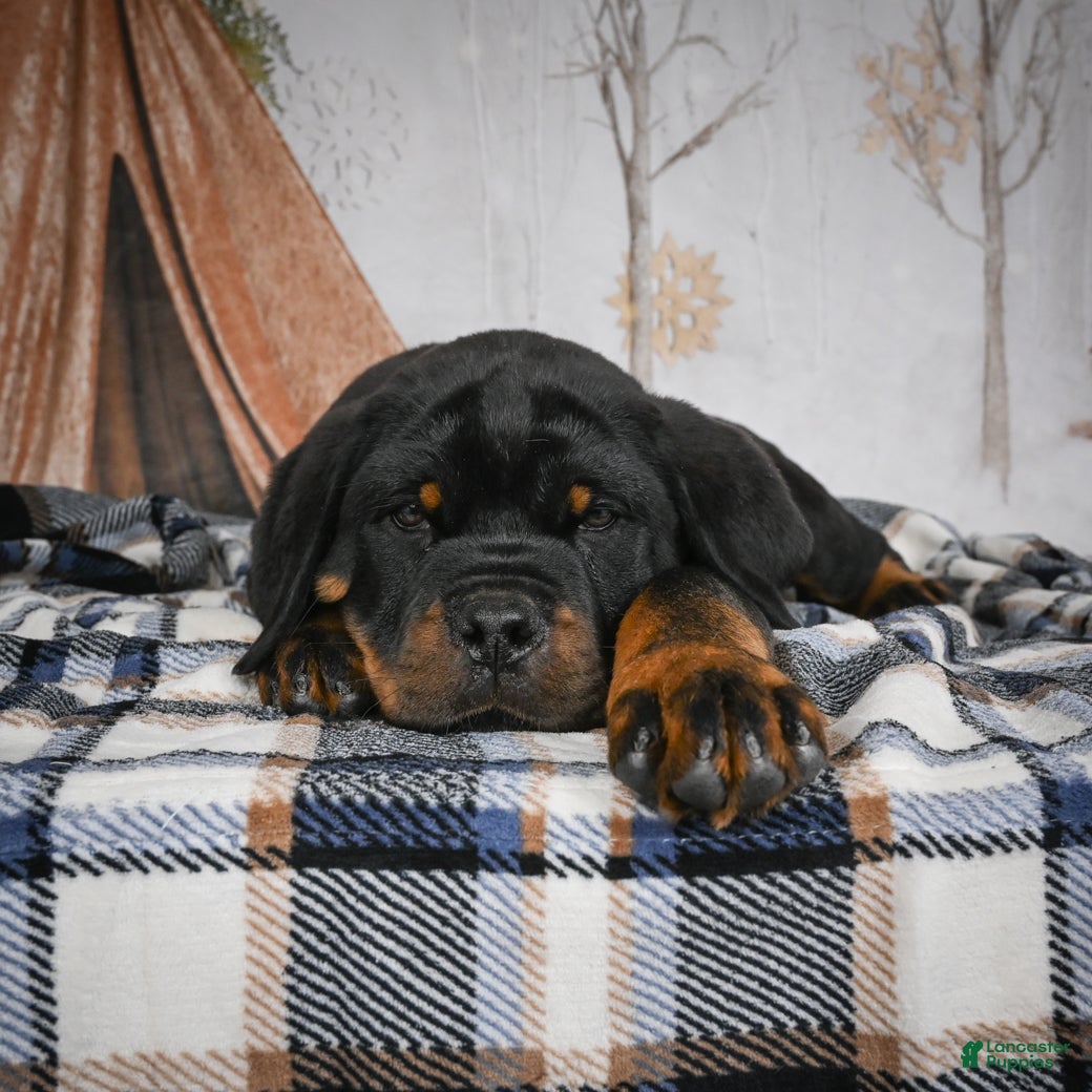 Rottweiler dogs Serena / Mocha – Santos Ad-Dirah - Ad 8