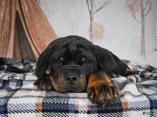 Rottweiler dogs Serena / Mocha – Santos Ad-Dirah - Ad 8