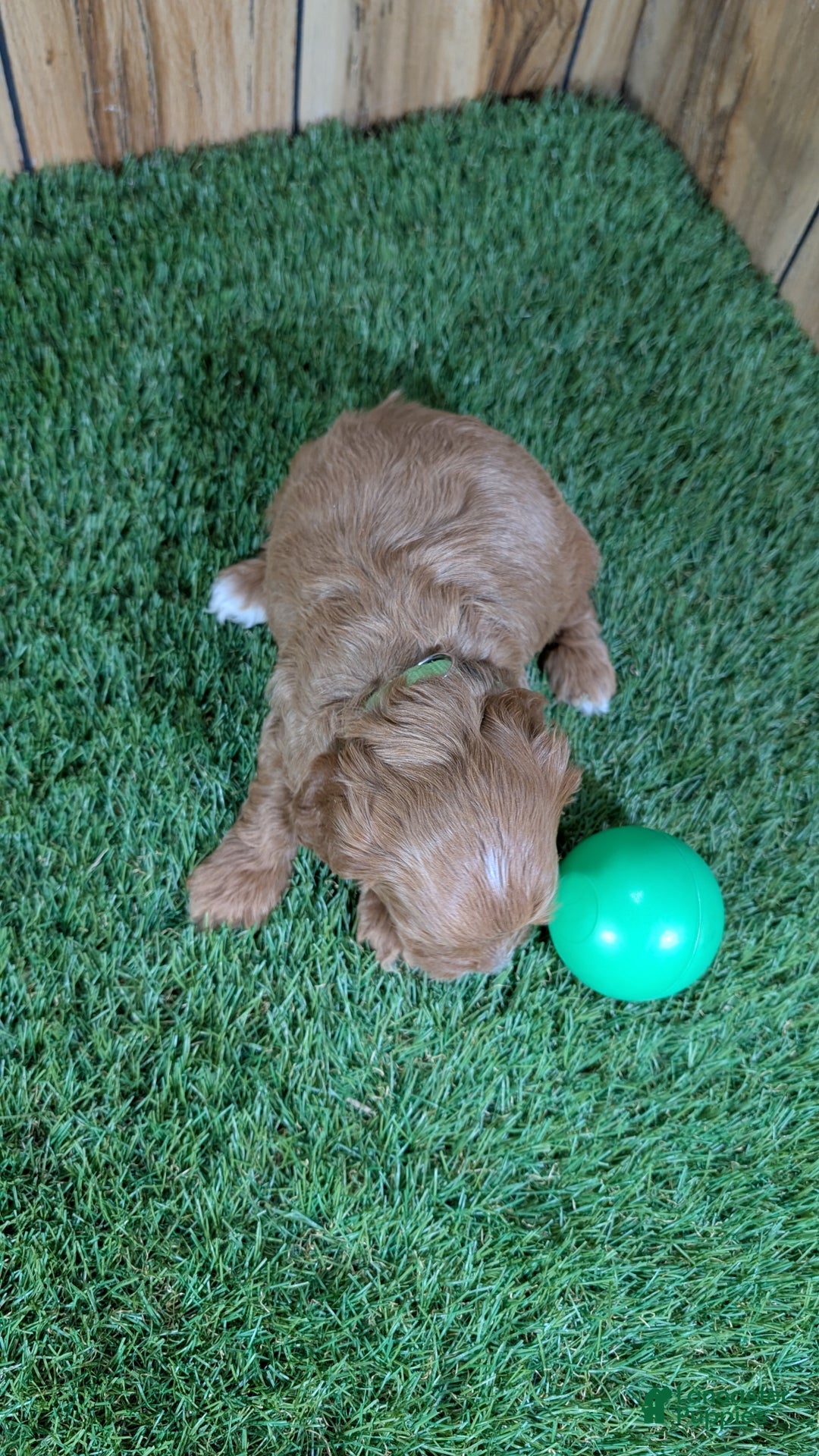 Cavapoo dogs for sale: Mabeline Boy 2 - Ad 6