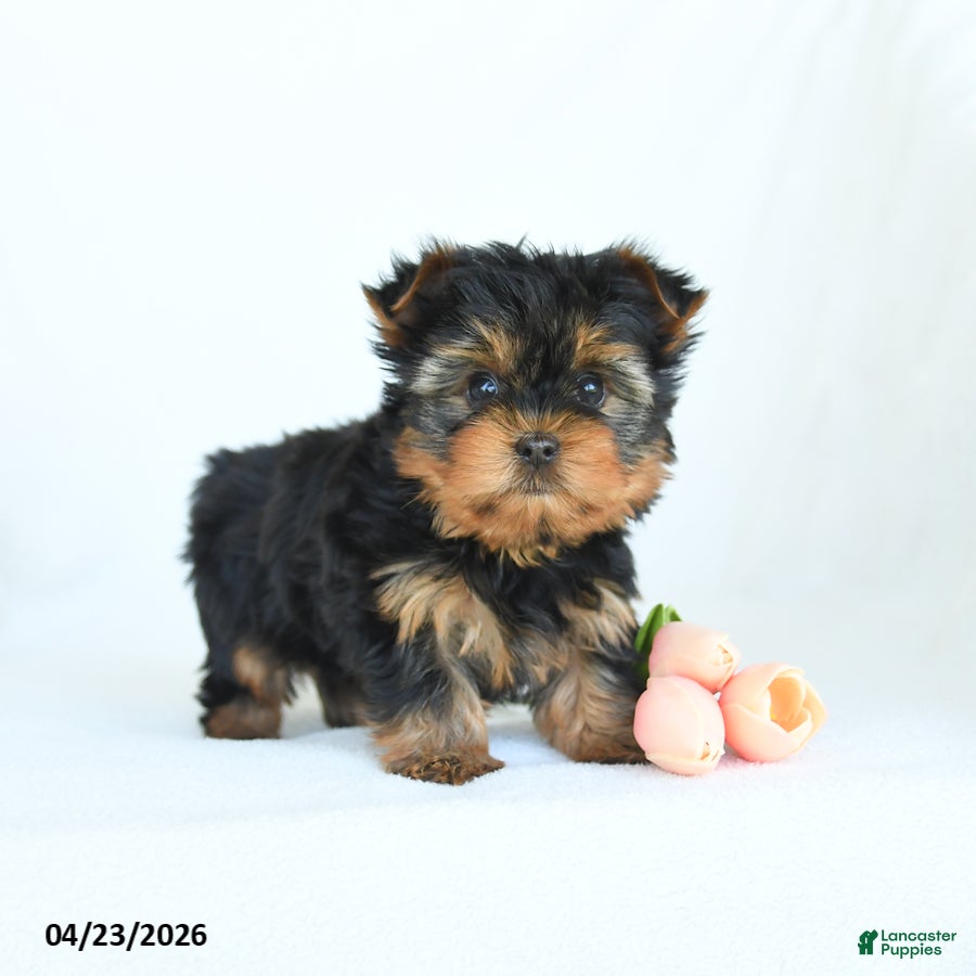 Yorkshire Terrier dogs Ollie - Ad 2