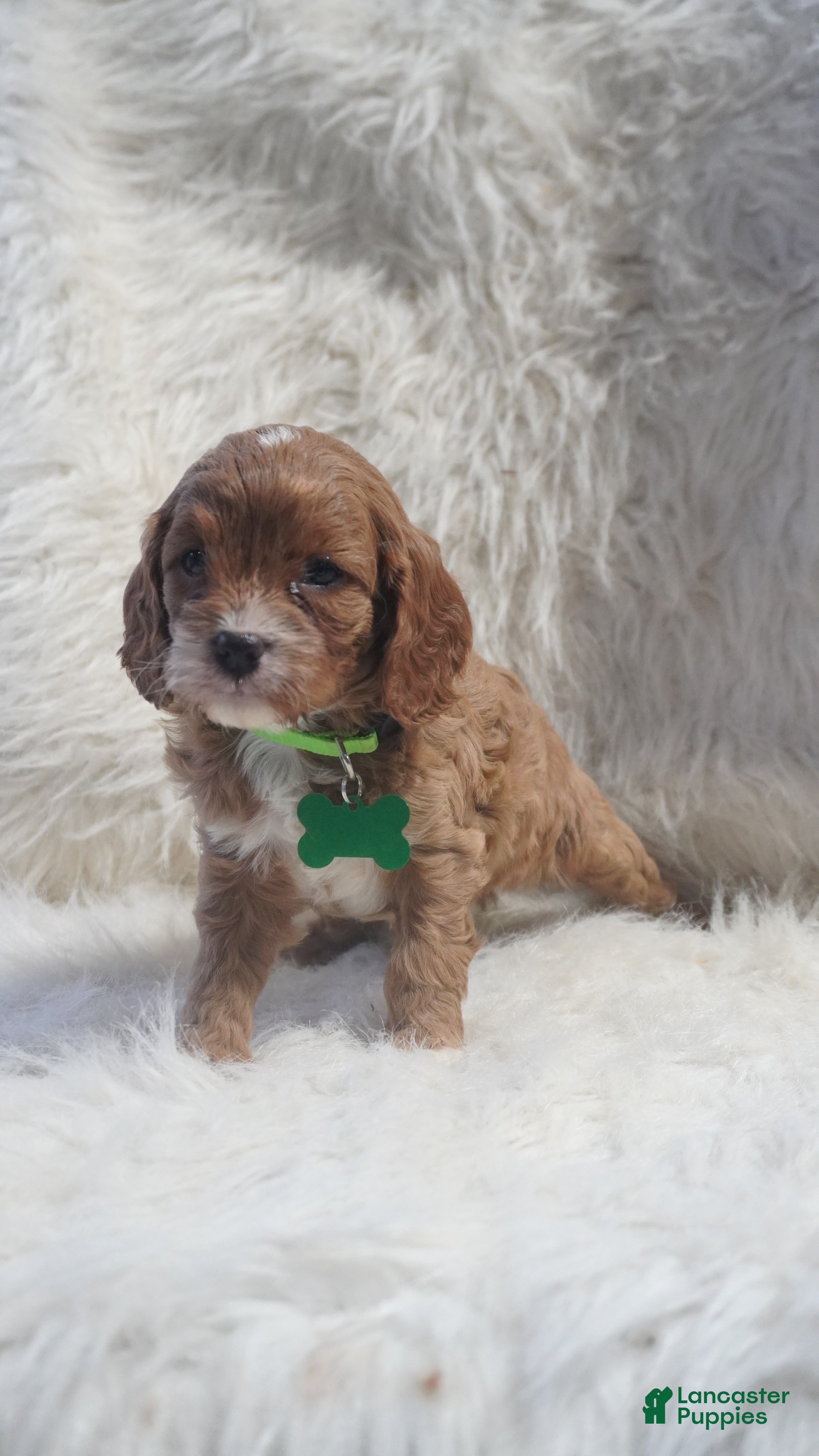 Cavapoo dogs Snoopy  - Ad 1