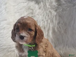 Cavapoo dogs for sale: Snoopy - Ad 1