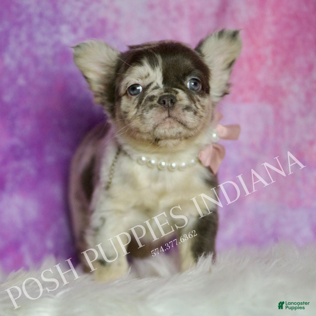 French Bulldog dogs Cocoa - Ad 1