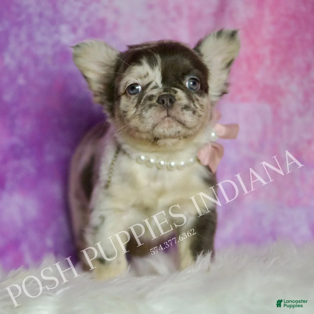 French Bulldog dogs for sale: Cocoa - Ad 1