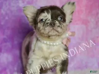 French Bulldog dogs for sale: Cocoa - Ad 3