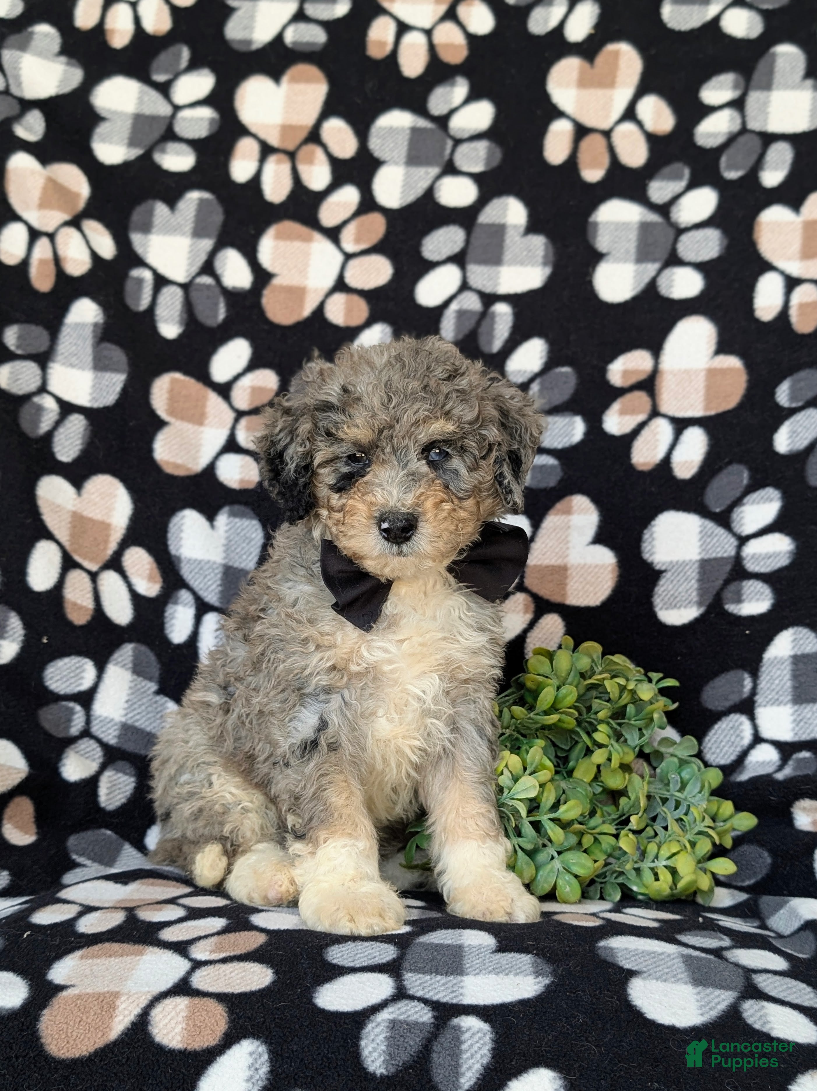 Mini Bernedoodle dogs Cabe Hypoallergenic - Ad 1