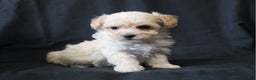 Bichpoo dogs for sale: Butch - Ad 8