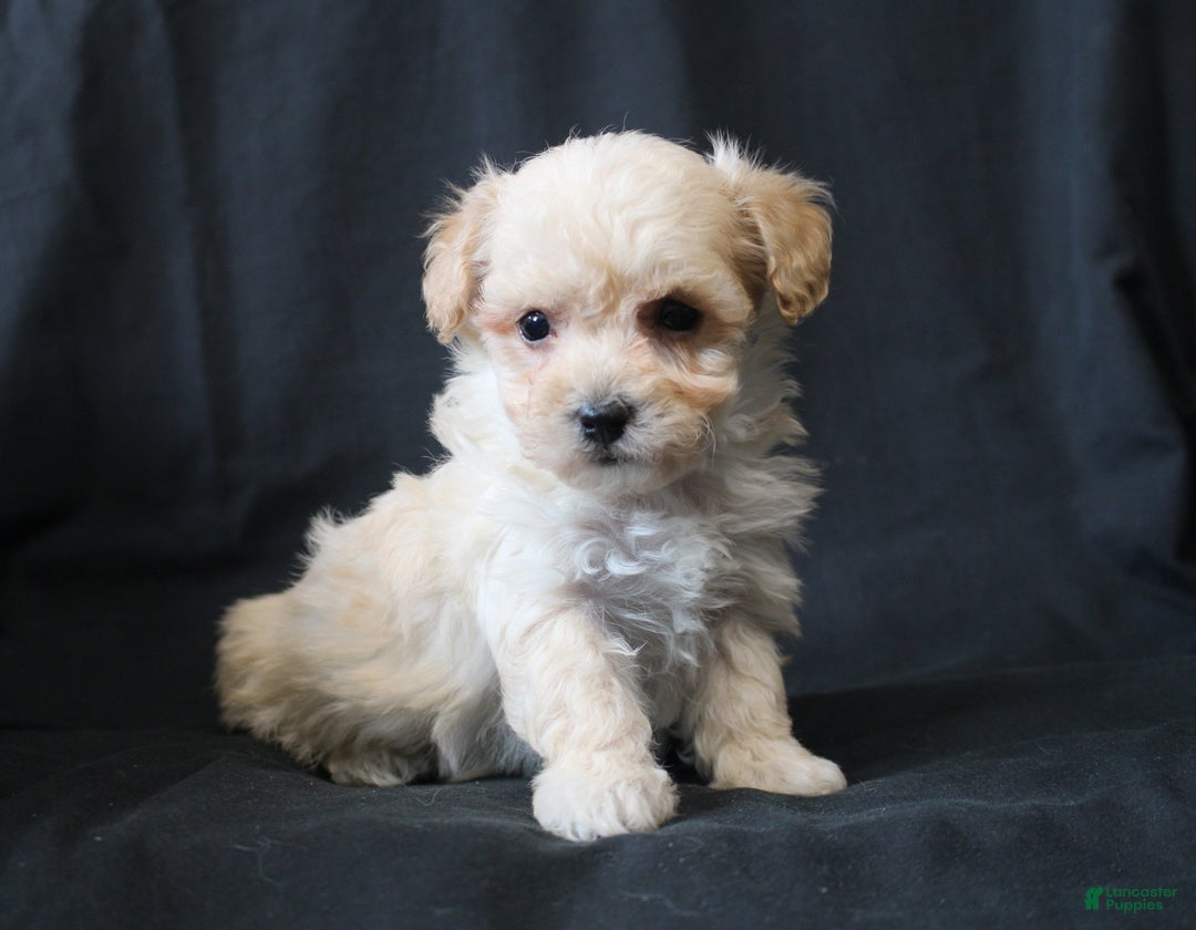 Bichpoo dogs for sale: Butch - Ad 8