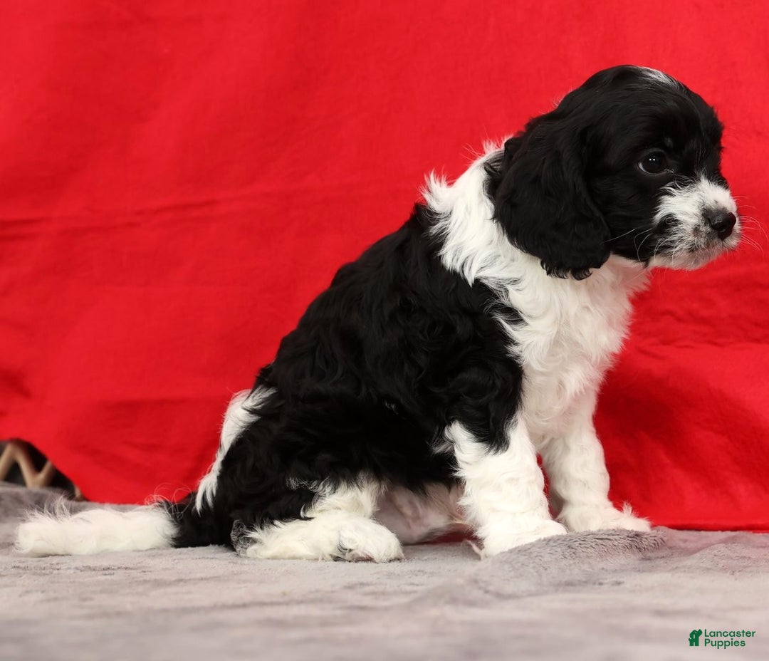 Cavapoo dogs for sale: Scott - Ad 5