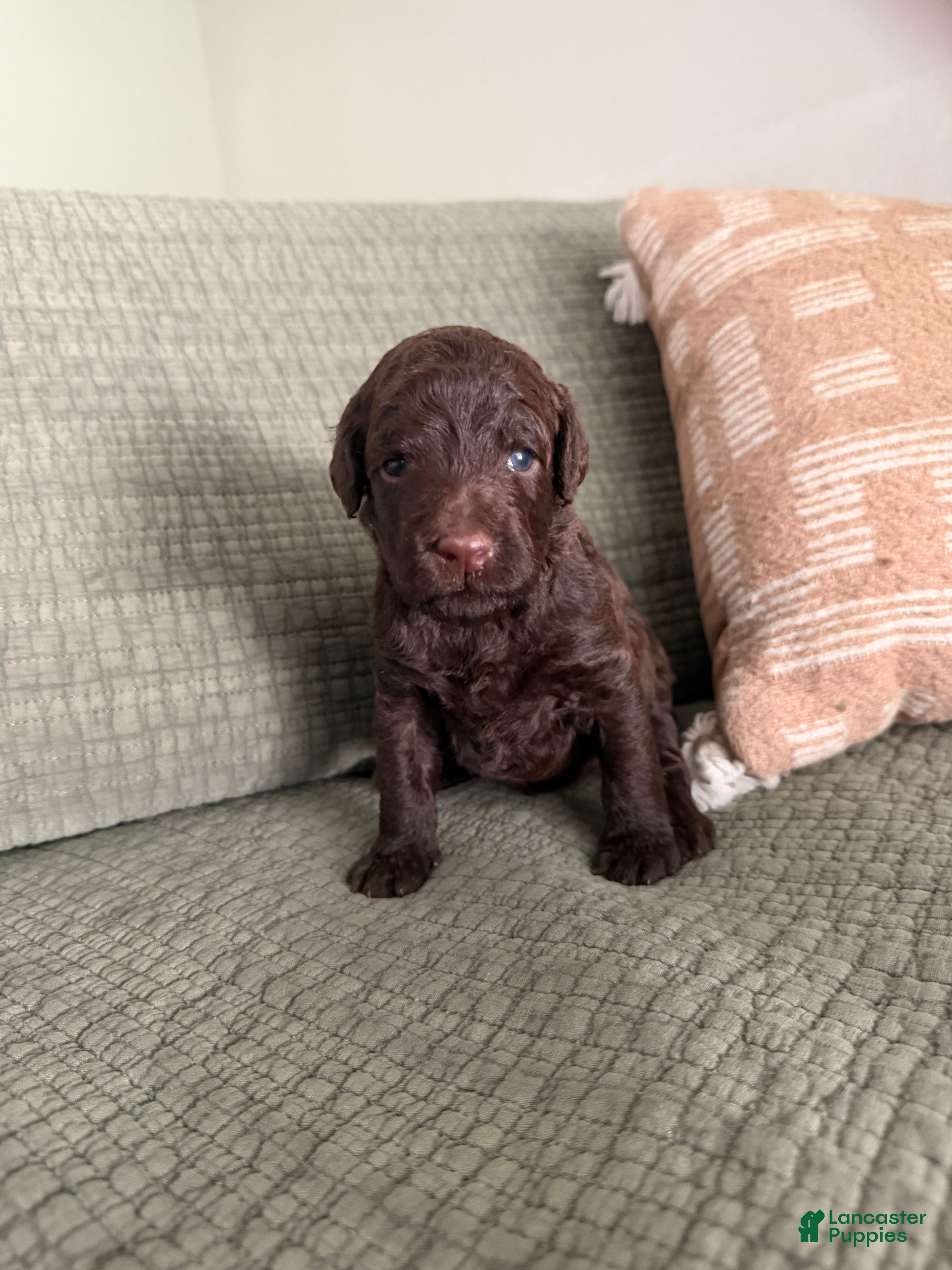 Miniature Poodle dogs Bronze  - Ad 1