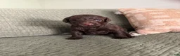 Miniature Poodle dogs for sale: Bronze  - Ad 1