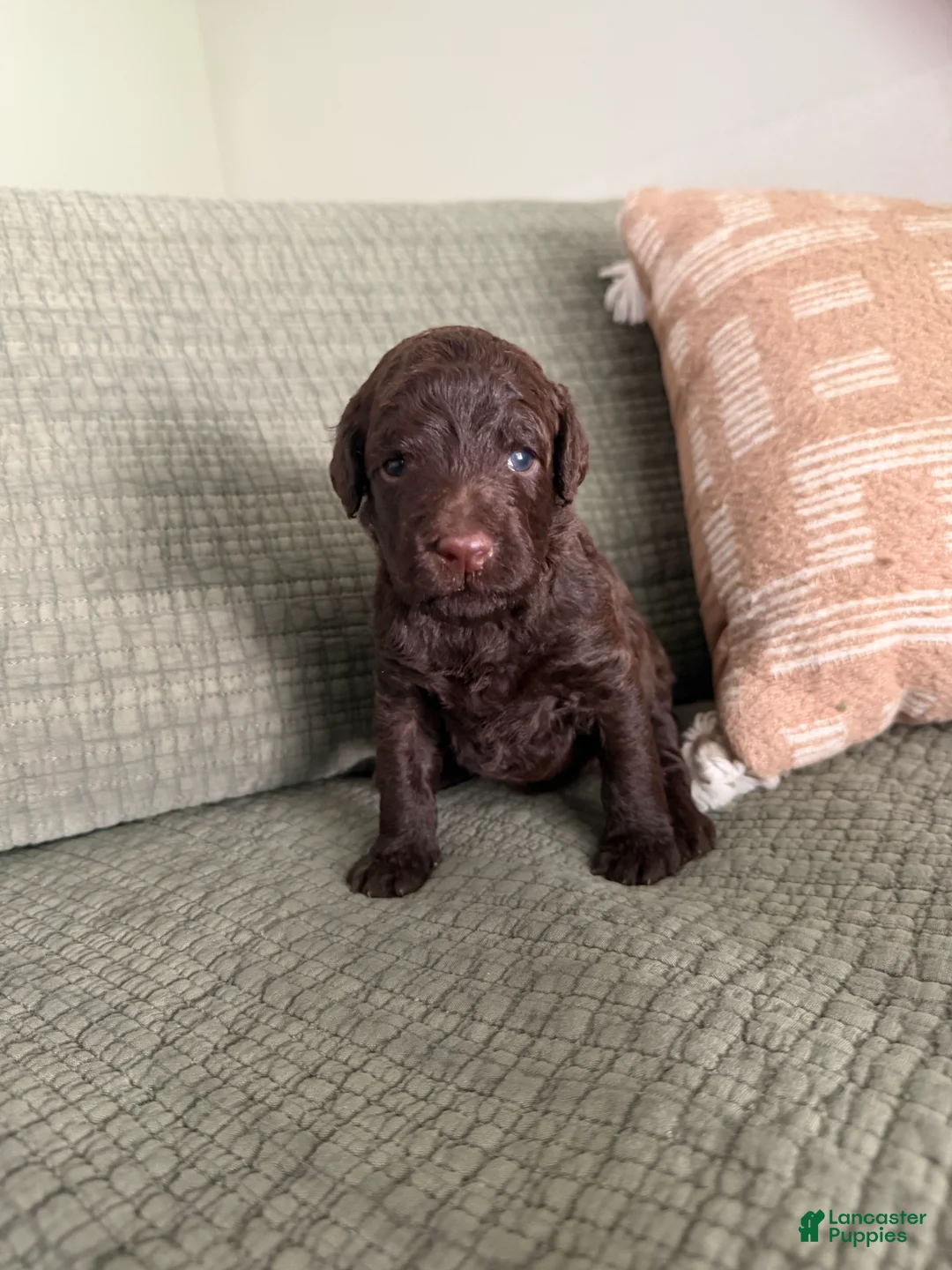 Miniature Poodle dogs for sale: Bronze  - Ad 1