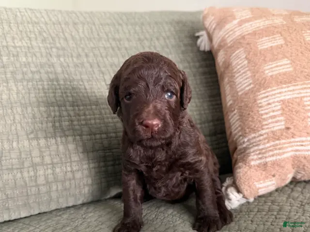 Miniature Poodle dogs Bronze - Ad 1